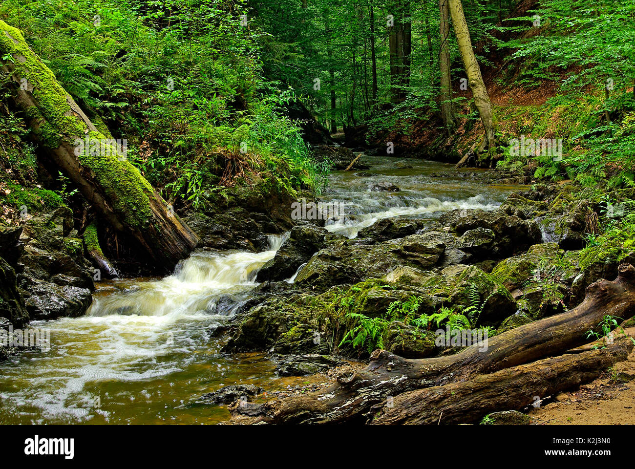 Small forest stream, the Priessnitz creek in the Dresdner Heide Forest, Dresden-Klotzsche, Saxony, Germany. Stock Photo