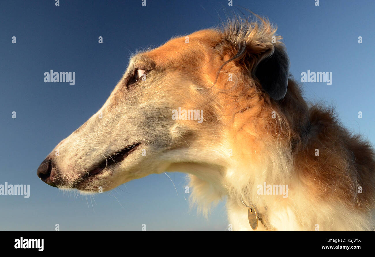 Borzoi face side portrait, the dogs looks to the side. Stock Photo