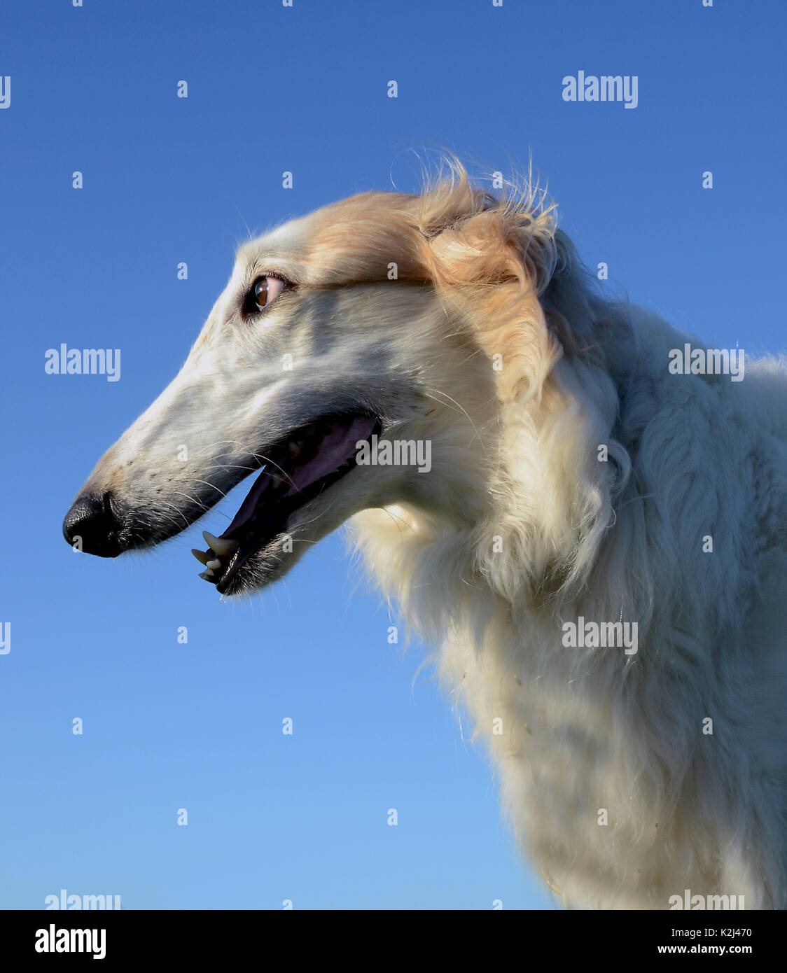 Borzoi face side portrait, the dogs looks to the side. Stock Photo