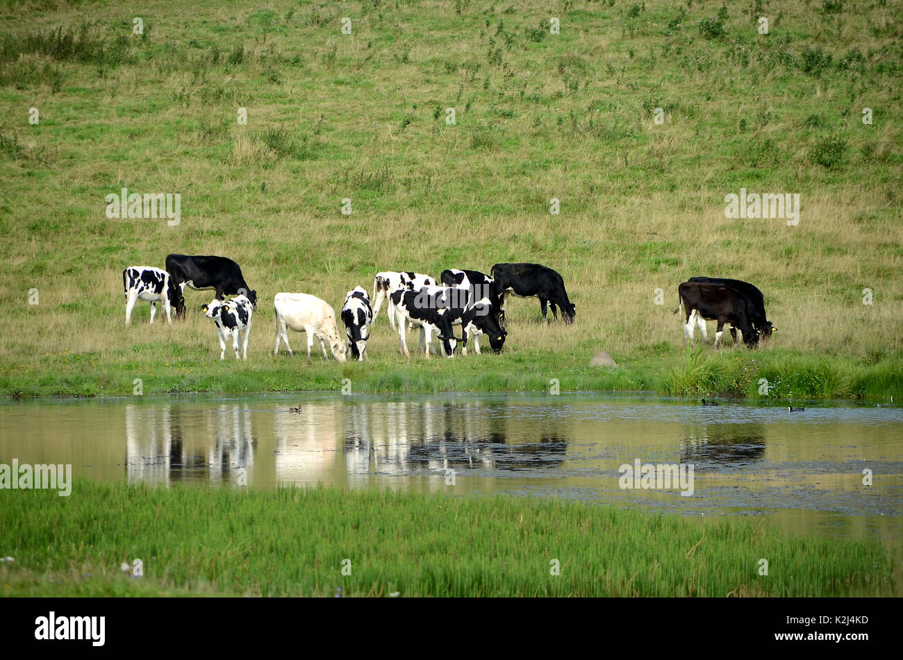 Danish Black and White cattle grazing on a sloped field, mirroring themselves in a pond. Stock Photo