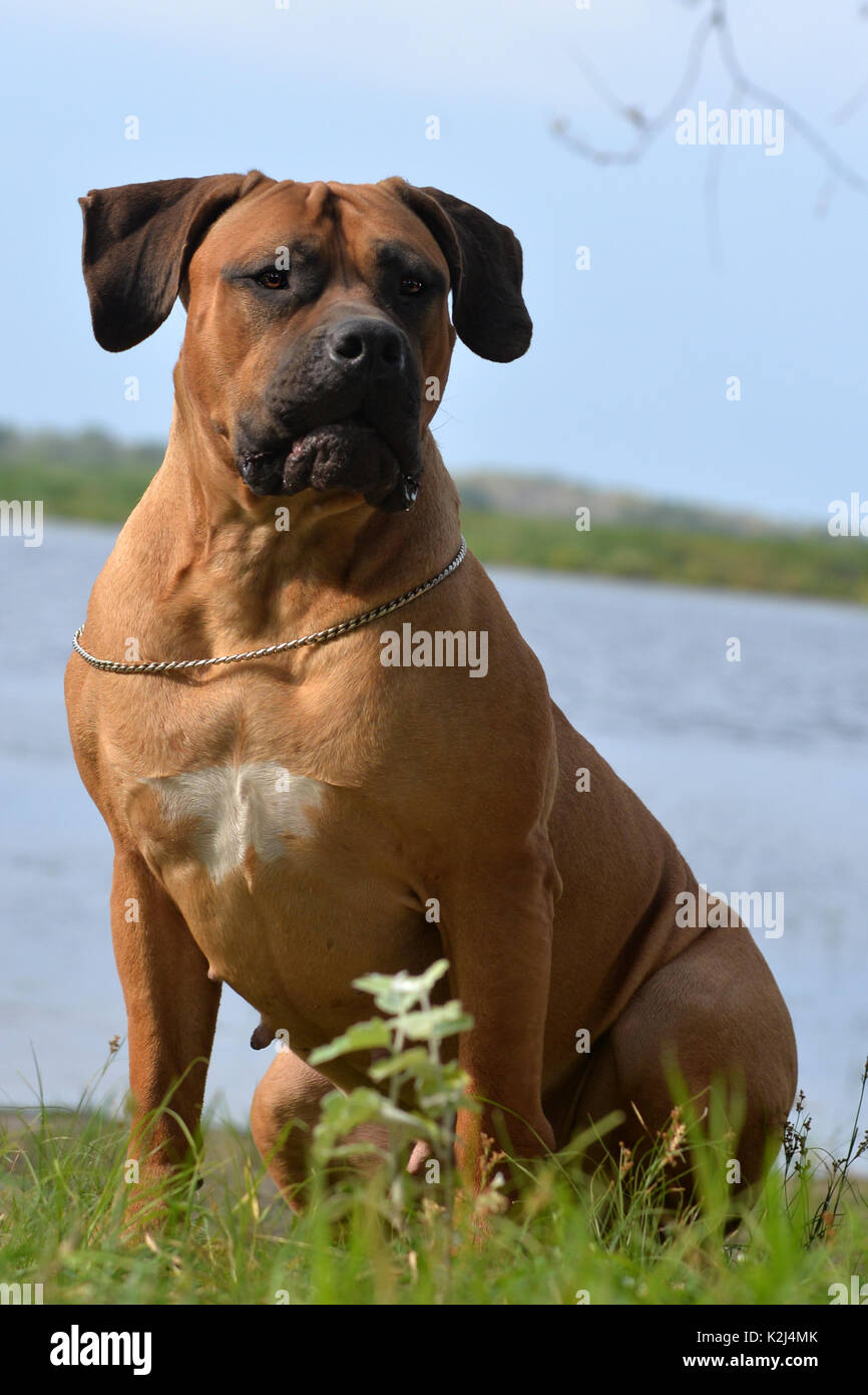 Large, strong dog Boerboel, yellow. African Mastiff. Stock Photo
