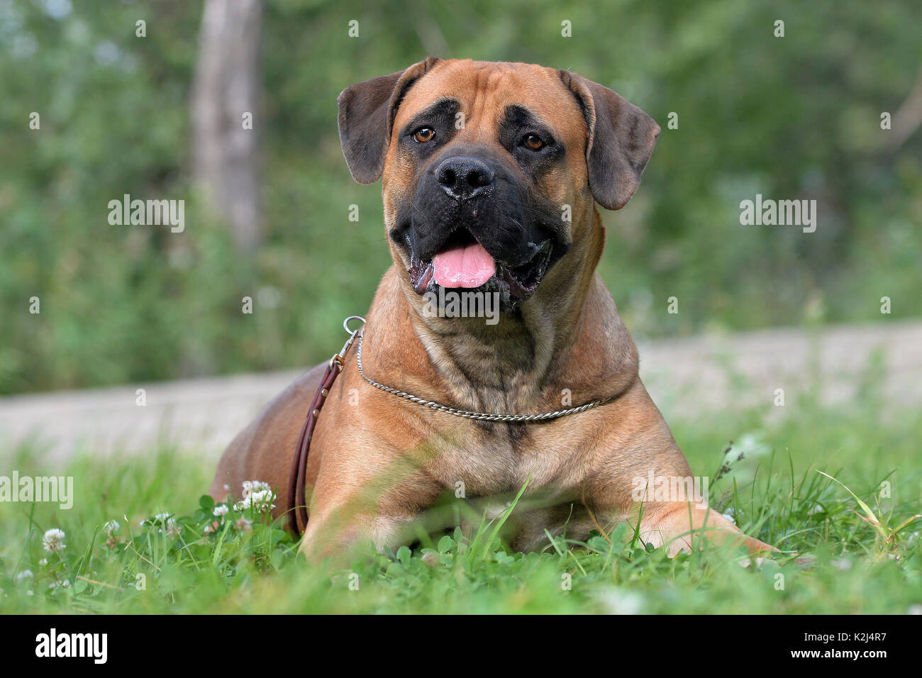 Large, strong dog Boerboel, yellow. African Mastiff. Stock Photo