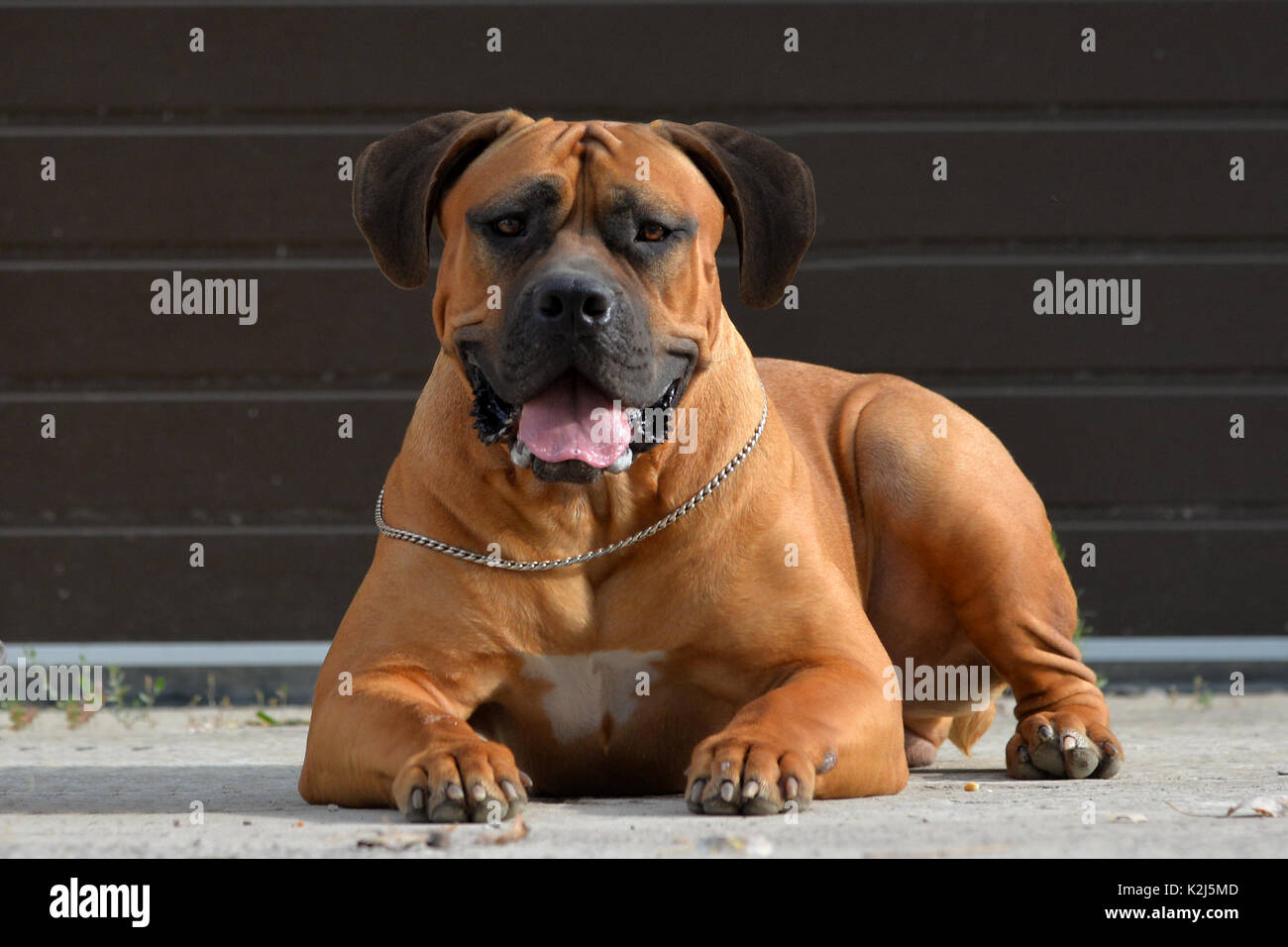 Large, strong dog Boerboel, yellow. African Mastiff. Stock Photo