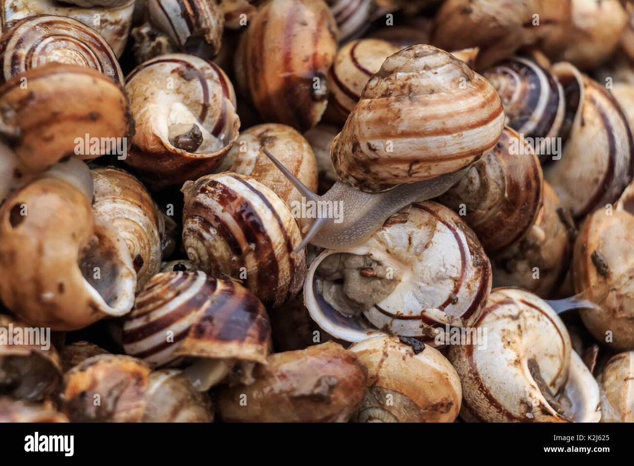Edible snails on marketplace Stock Photo Alamy