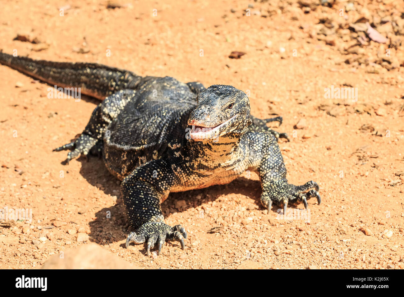Water monitor lizard Stock Photo Alamy