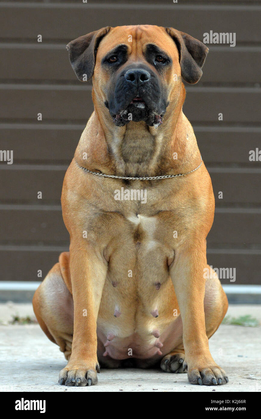 Large, strong dog Boerboel, yellow. African Mastiff. Stock Photo