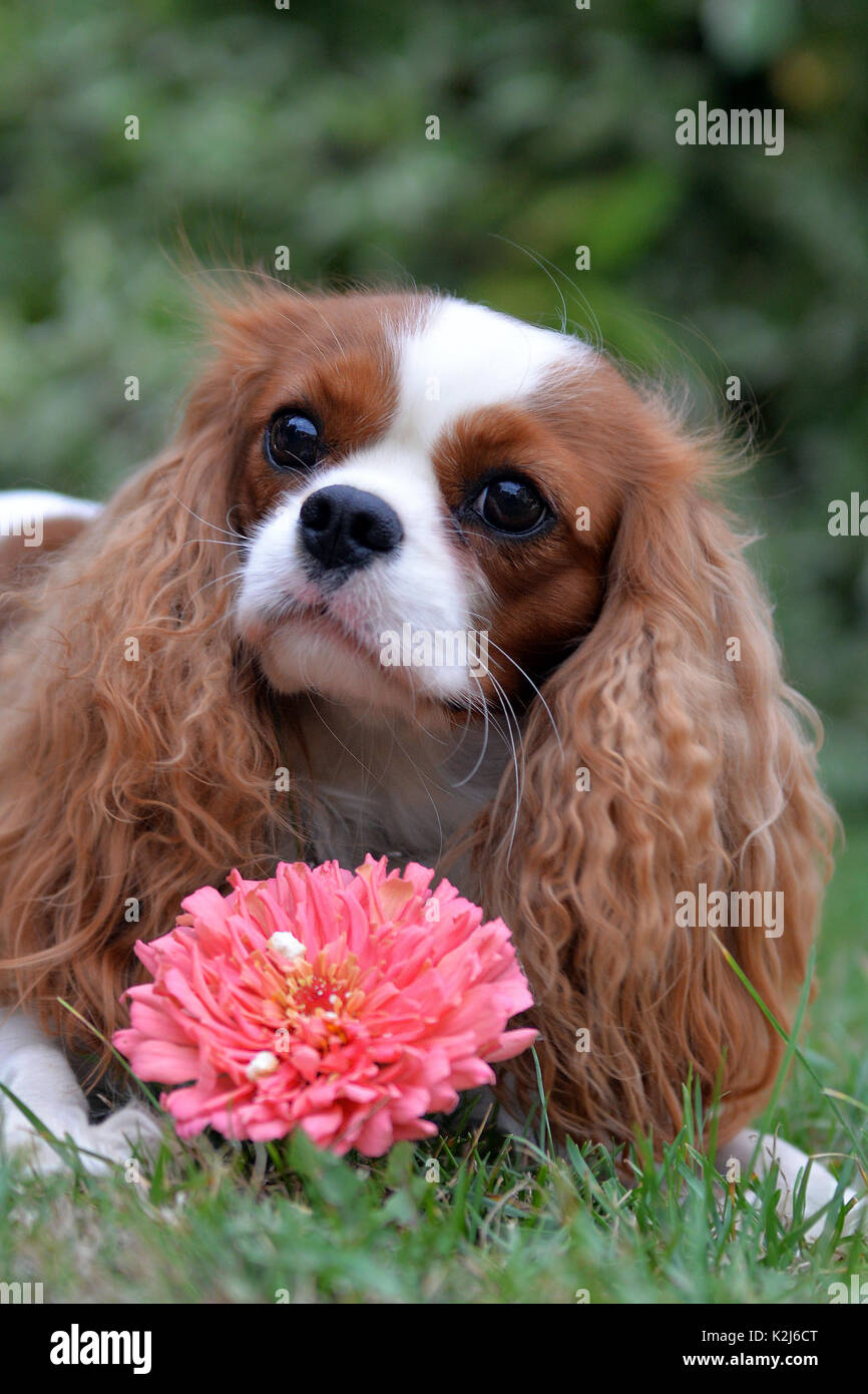 Dogs with top long curly ears