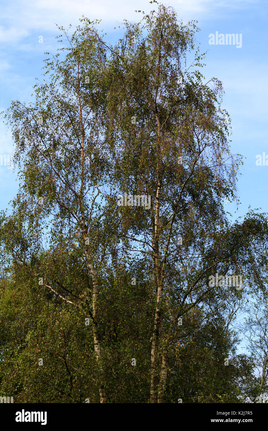 Ornamental weeping branches from upright growth in the hardy, silver barked birch, Betula pendula 'Tristis' Stock Photo