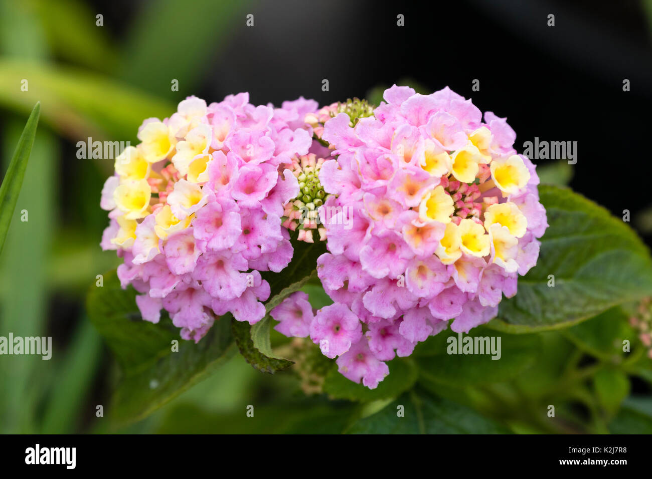 Yellow fading to Lavender flowers in the heads of the tender summer bedding plant, Lantana camara 'Lucky Lavender' Stock Photo