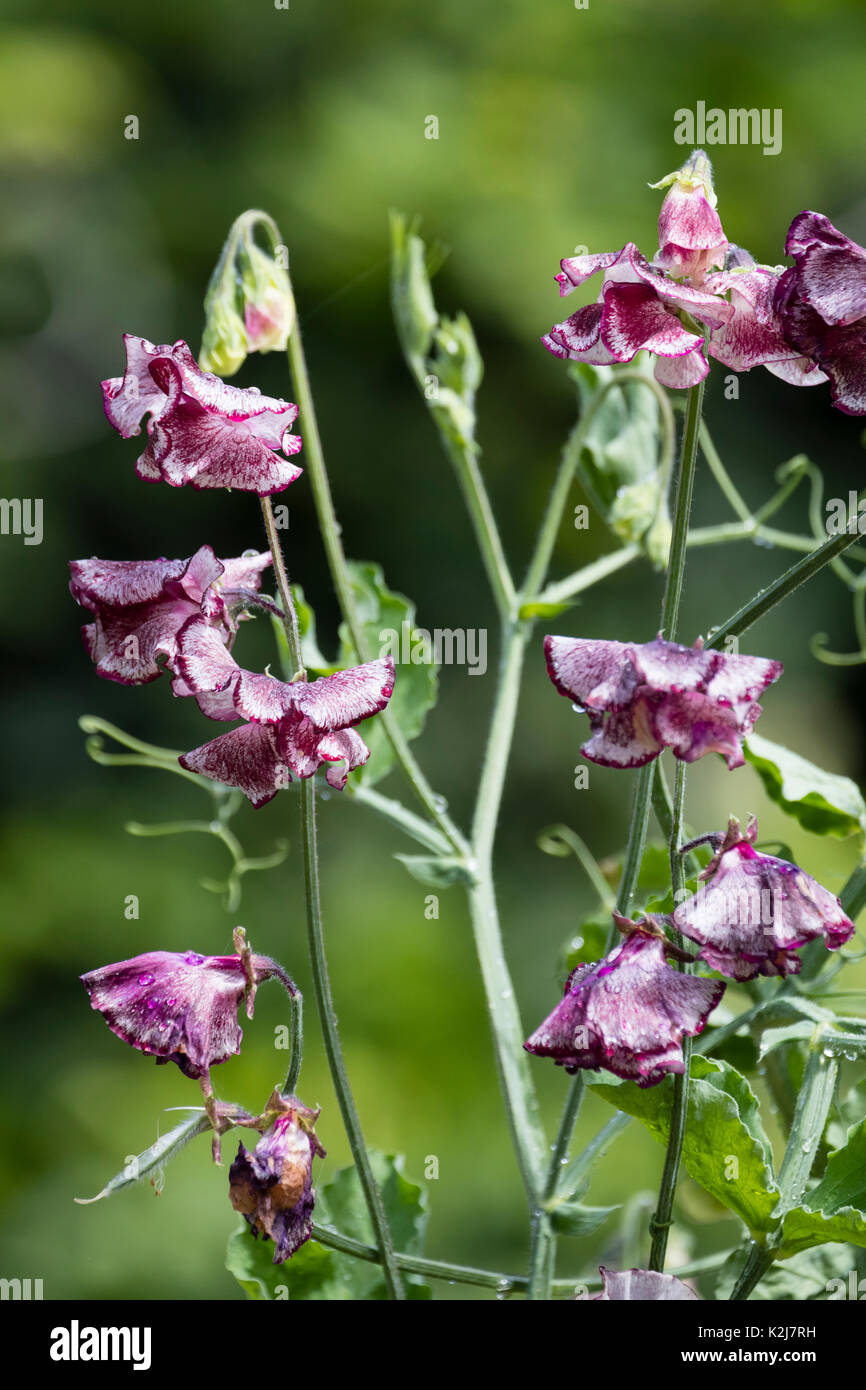 Ornamental burgubdy mottle white flowers of the anual climbing sweet pea, Lathyrus odoratus 'Lisa Marie' Stock Photo