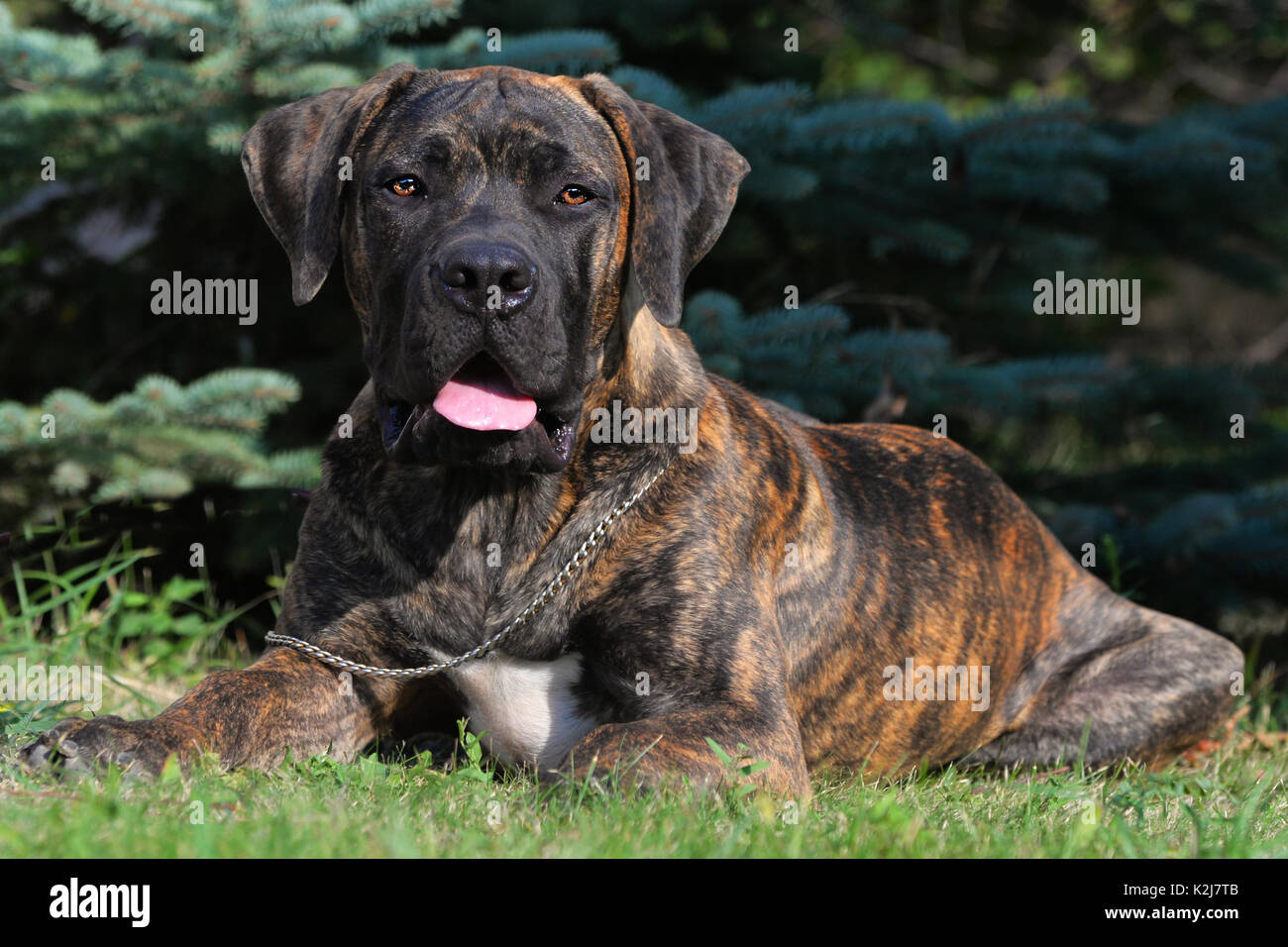 Large, strong dog Boerboel, yellow. African Mastiff. Stock Photo