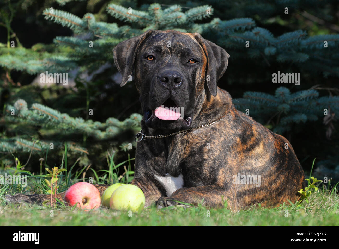 black brindle boerboel