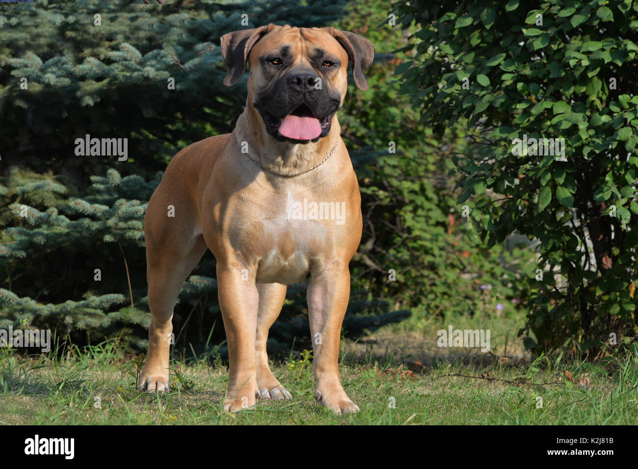 How Much Do African Boerboels Cost