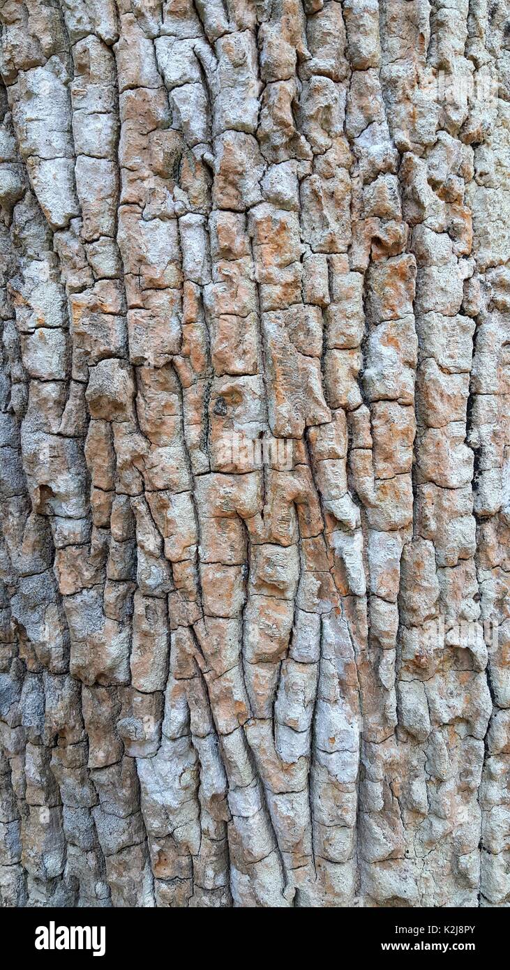 Close up of wood texture background Stock Photo - Alamy