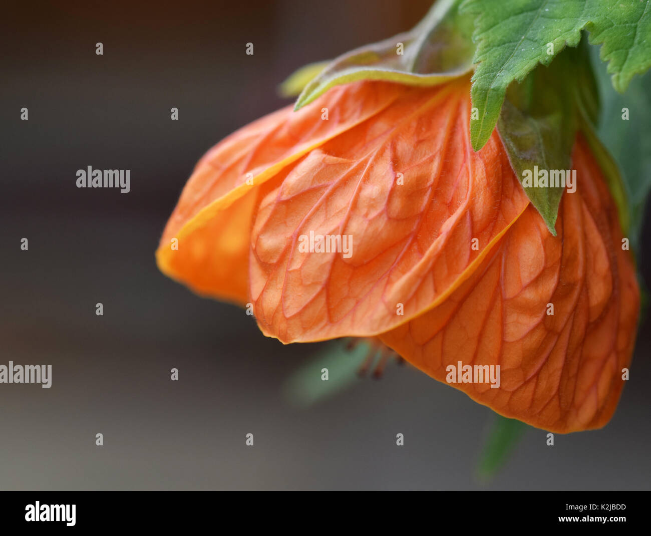 Orange abutilon flower Stock Photo