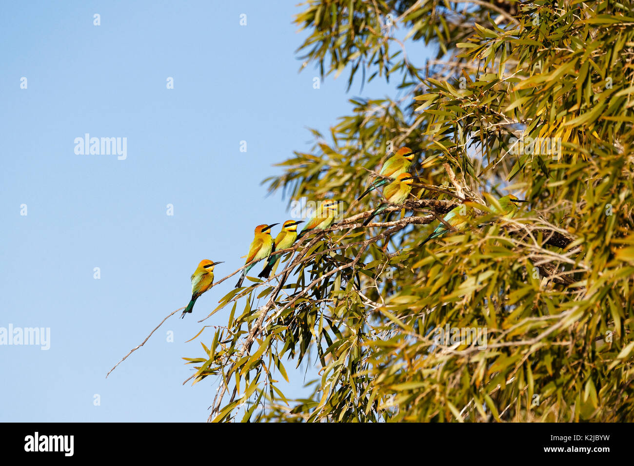 Rainbow bee-eaters  (Merops ornatus), Gascoyne, Western Australia Stock Photo