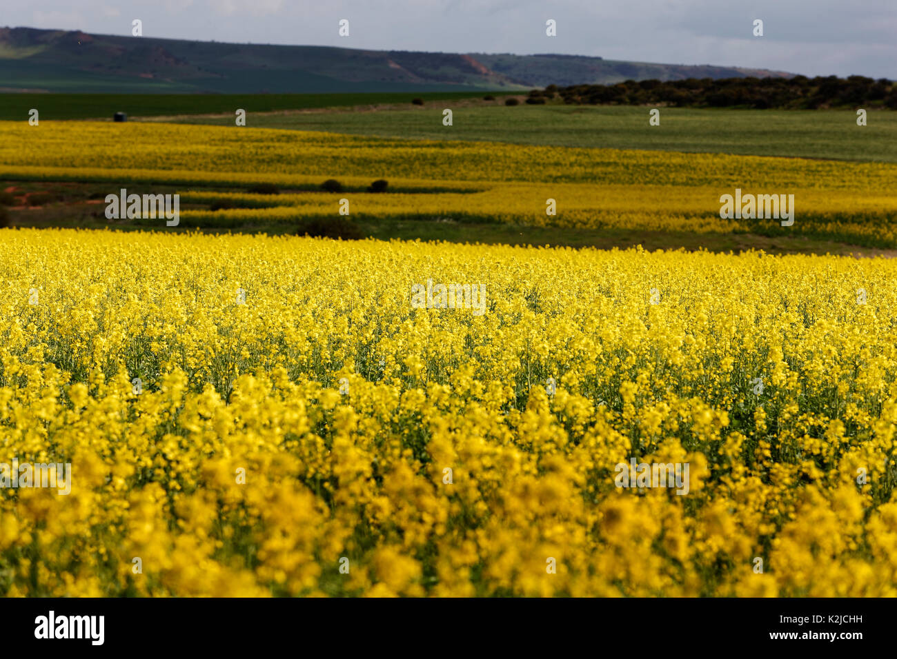 Canola field, Midwest, Western Australia Stock Photo