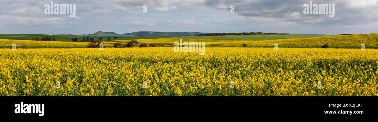 Canola field, Midwest, Western Australia Stock Photo