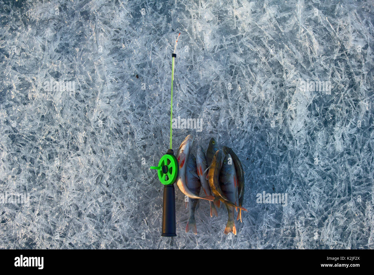 active rest fishing for perch in winter from ice. Composition of catch