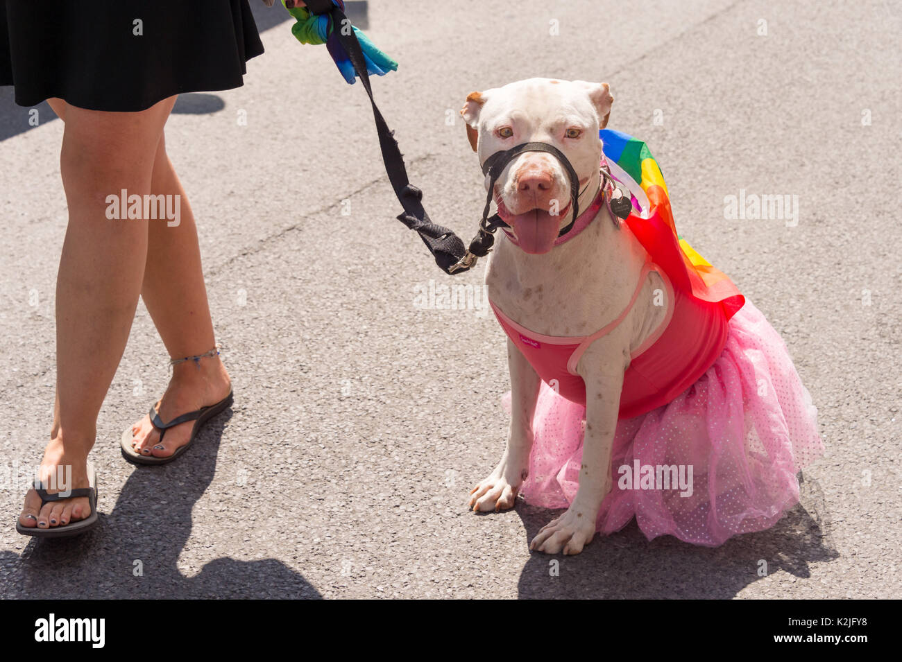 Pit bull terrier dog with a gay rainbow flag on its back and a pink skirt at Montreal Pride Parade Stock Photo