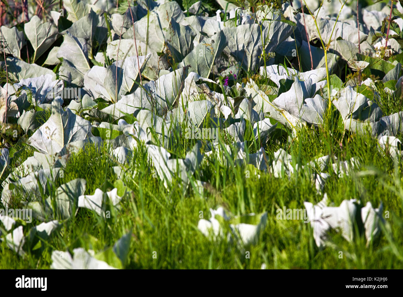 Mosaic white leaf os Coltsfoot and Horsetail in grid of cereals, swaying in wind. Garden design Stock Photo