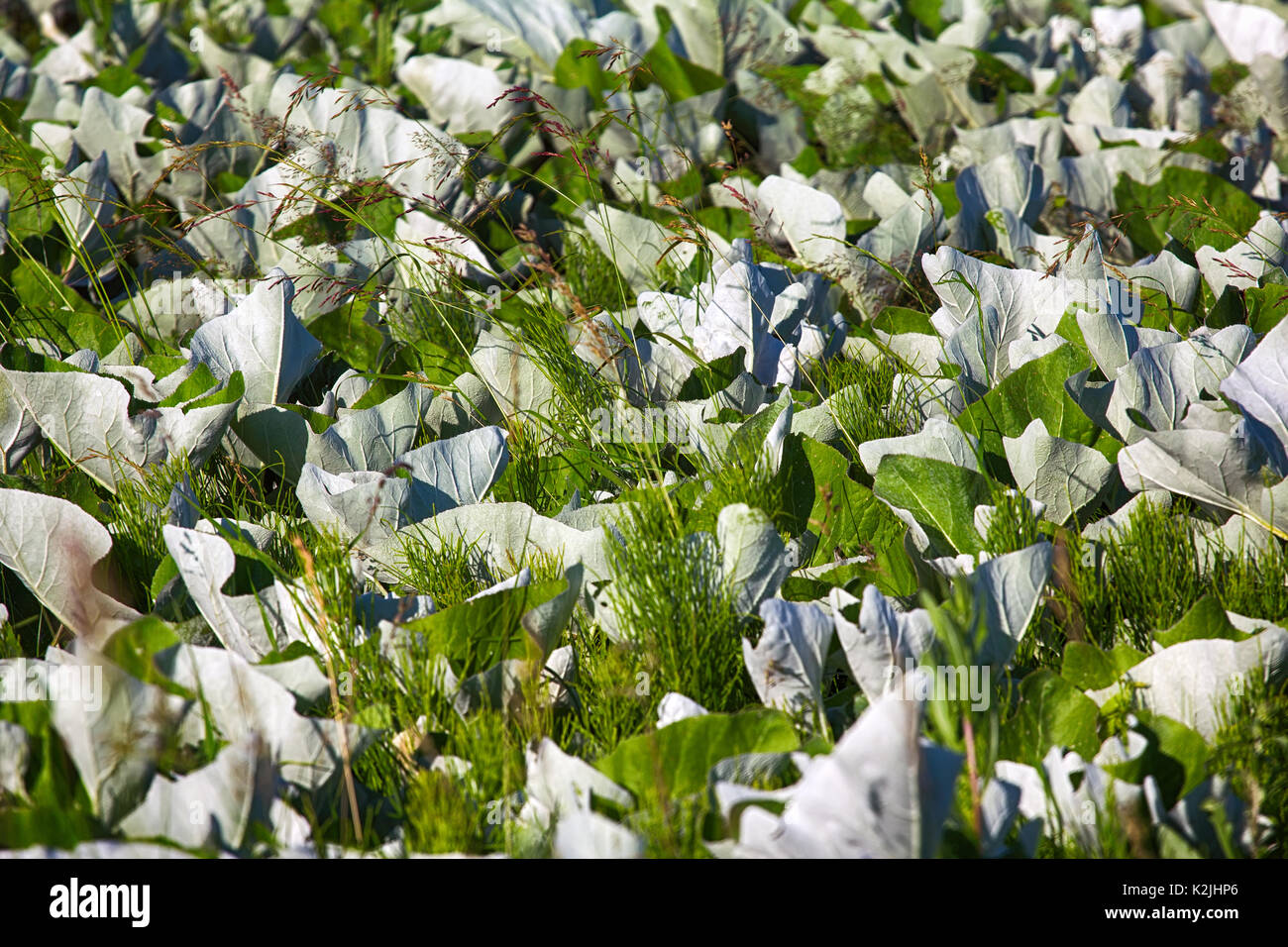 Mosaic white leaf os Coltsfoot and Horsetail in grid of cereals, swaying in wind. Garden design Stock Photo