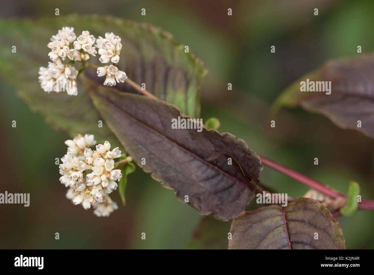 Persicaria microcephala Red Dragon Stock Photo