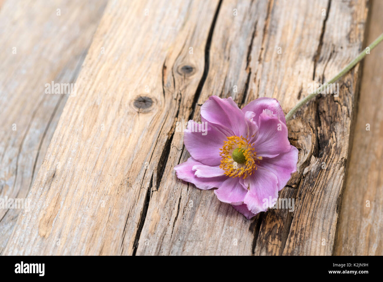 Single flower of Anemone hybrida Königin Charlotte, laying on some distressed wood. Stock Photo
