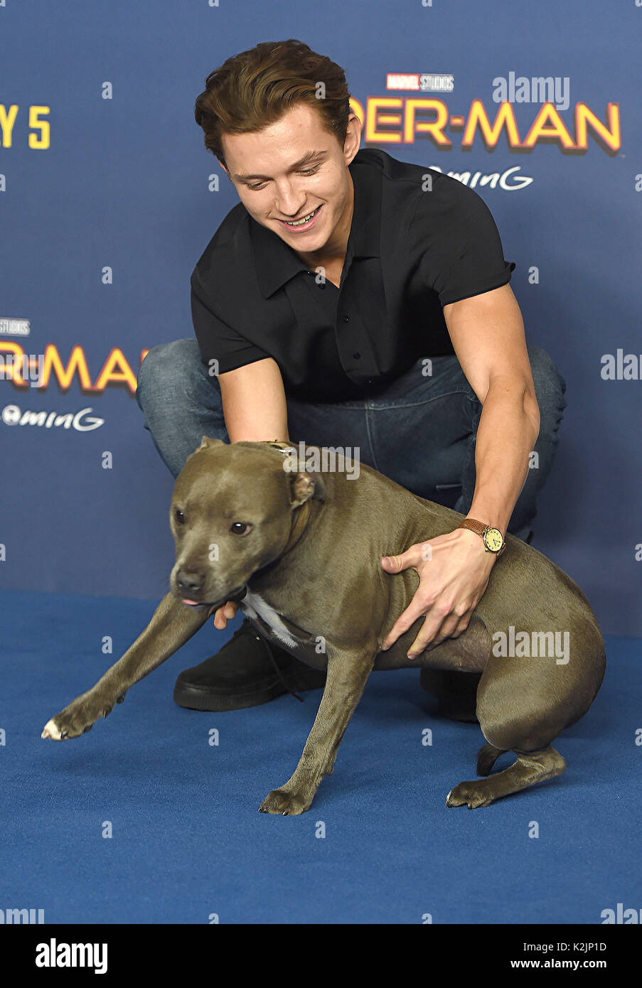 Photo Must Be Credited ©Alpha Press 079965 15/06/2017 Tom Holland and his dog Tessa at the Spider Man Homecoming Movie Photocall held at Ham Yard Hotel in London Stock Photo