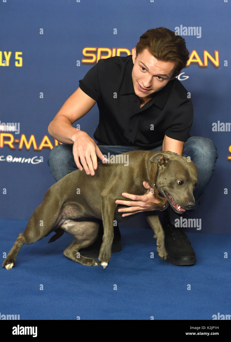 Photo Must Be Credited ©Alpha Press 079965 15/06/2017 Tom Holland and his dog Tessa at the Spider Man Homecoming Movie Photocall held at Ham Yard Hotel in London Stock Photo
