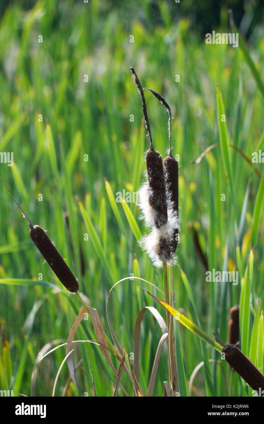 Marsh land reeds shedding seed fluff for dispersal Stock Photo Alamy