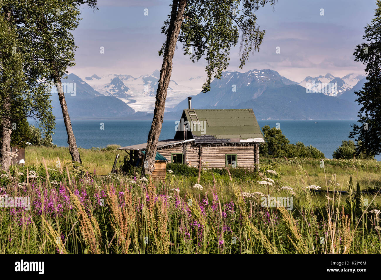 Alaska Homer Fireweed In Summer Stock Photos Alaska Homer