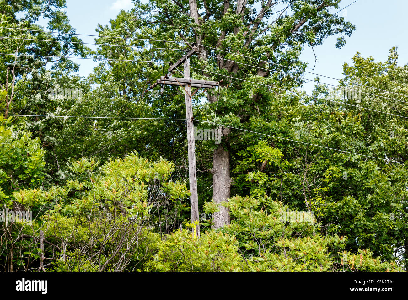 Wooden power lines running through green forest in Ontario, Canada ...