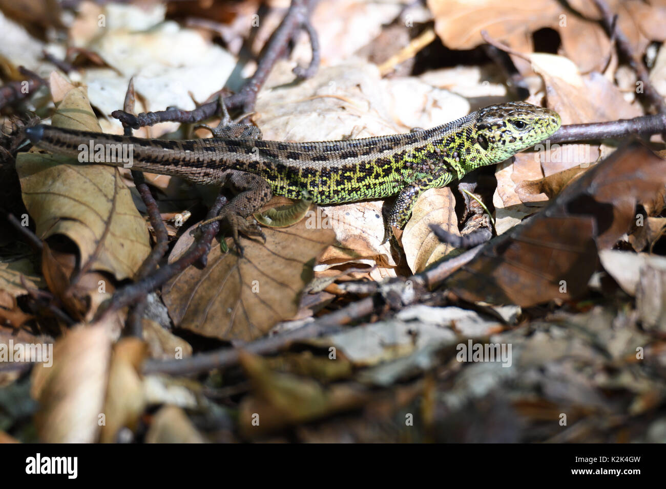 sand lizard in the forest camouflage sand lizard in the forest