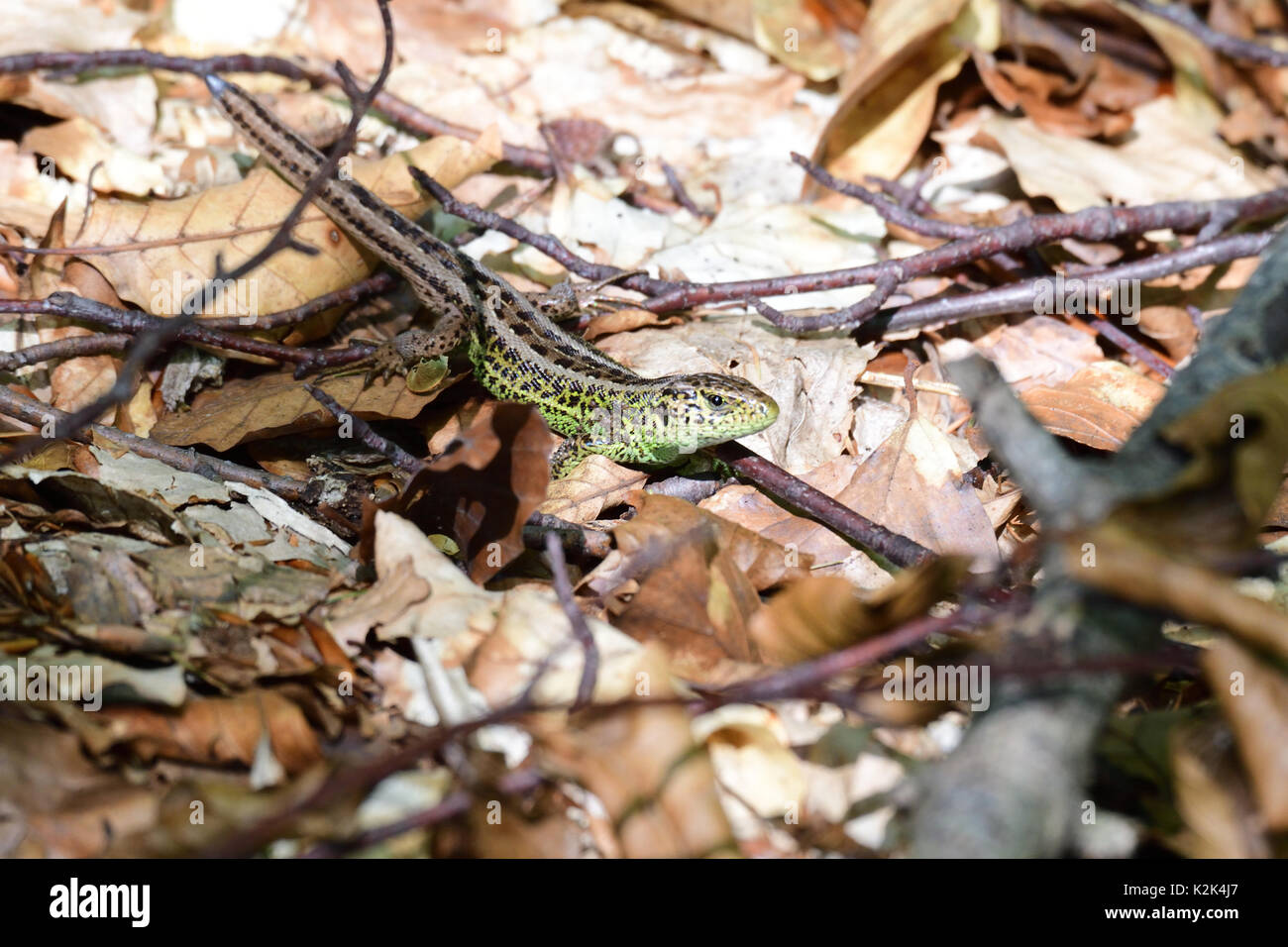 sand lizard in the forest camouflage sand lizard in the forest