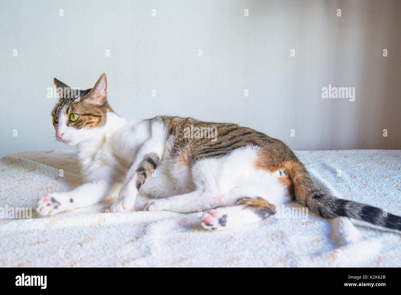 Tabby and white cat lying. Stock Photo