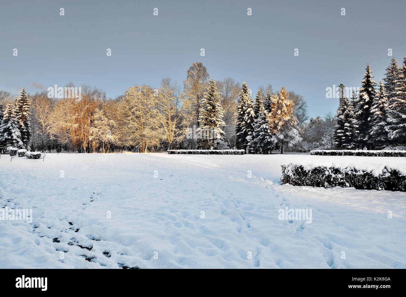 Beauty of winter nature in snowy park at sunset. The sun's rays painted ...
