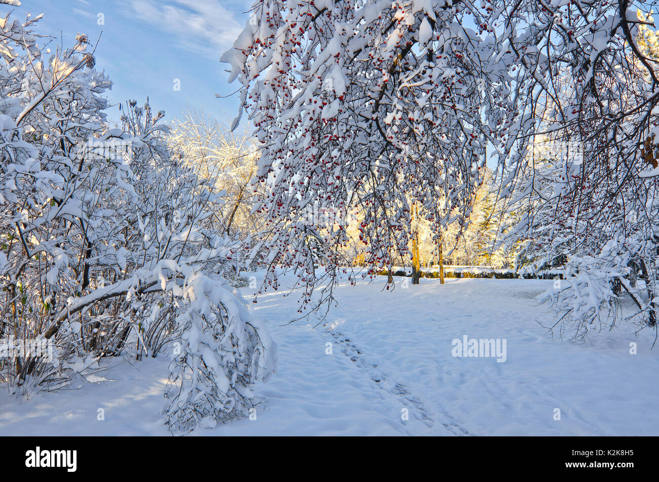 Trees in city park covered with fluffy snow at sunny day on the blue sky background.  In the foreground is apple tree with lots of red fruits Stock Photo