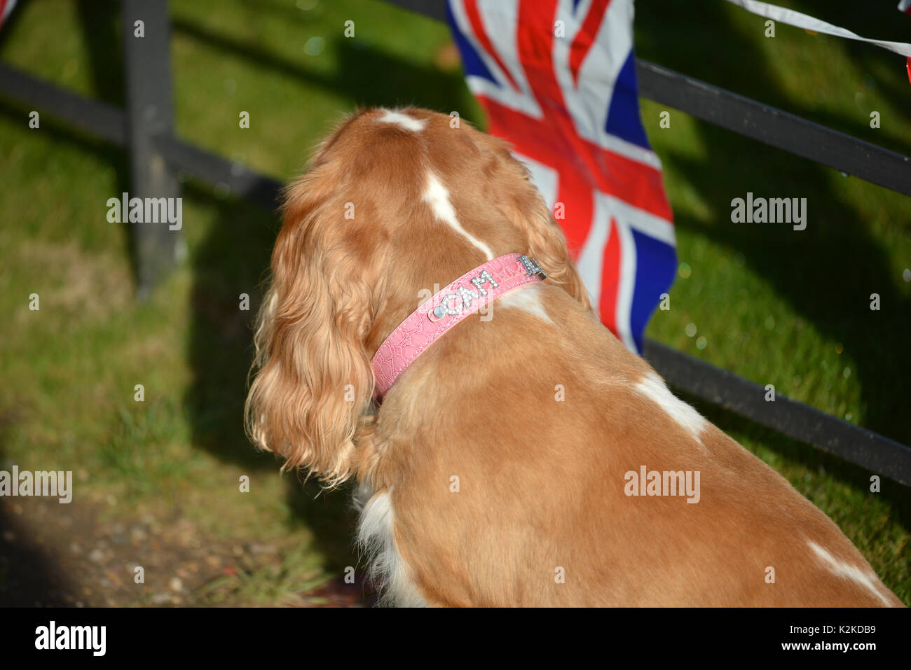 Kensington Palace, London, UK. 31st Aug, 2017. Tributes cards flowers  are laid outside Kensington Palace for the 20th anniversary of the death of Princess Diana. Credit: Matthew Chattle/Alamy Live News Stock Photo