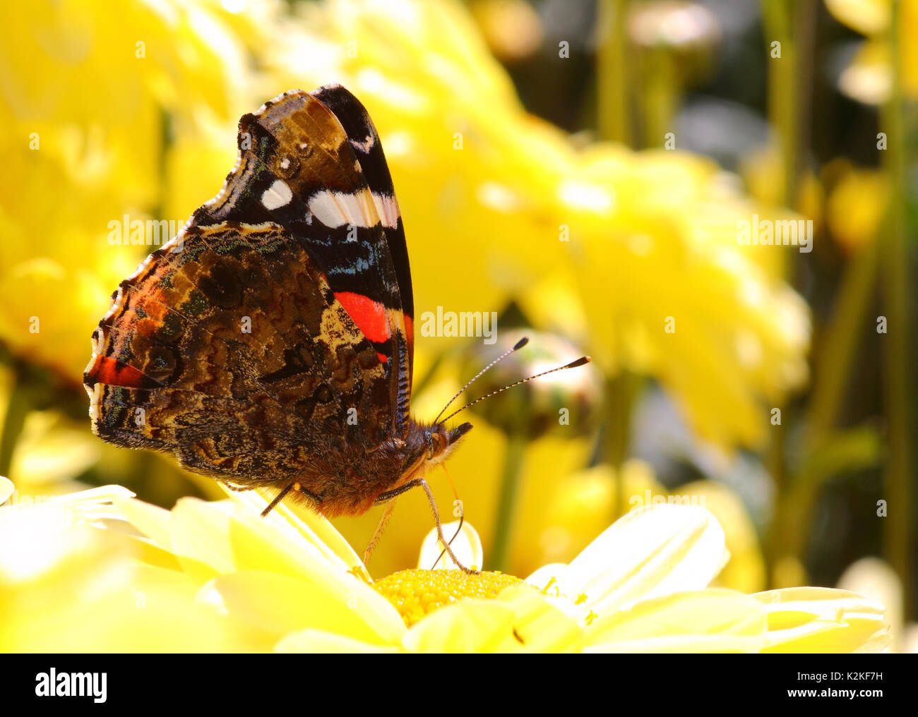 Leeds, UK. 31st Aug, 2017. UK Weather. Insects were busy pollinating the beautiful flowers at Golden Acre Park in Leeds, West Yorkshire when the sun came out this afternoon. This red admiral butterfly was collecting pollen from a chrysanthemum. Taken on the 31st August 2017. Credit: Victoria Gardner/Alamy Live News Stock Photo