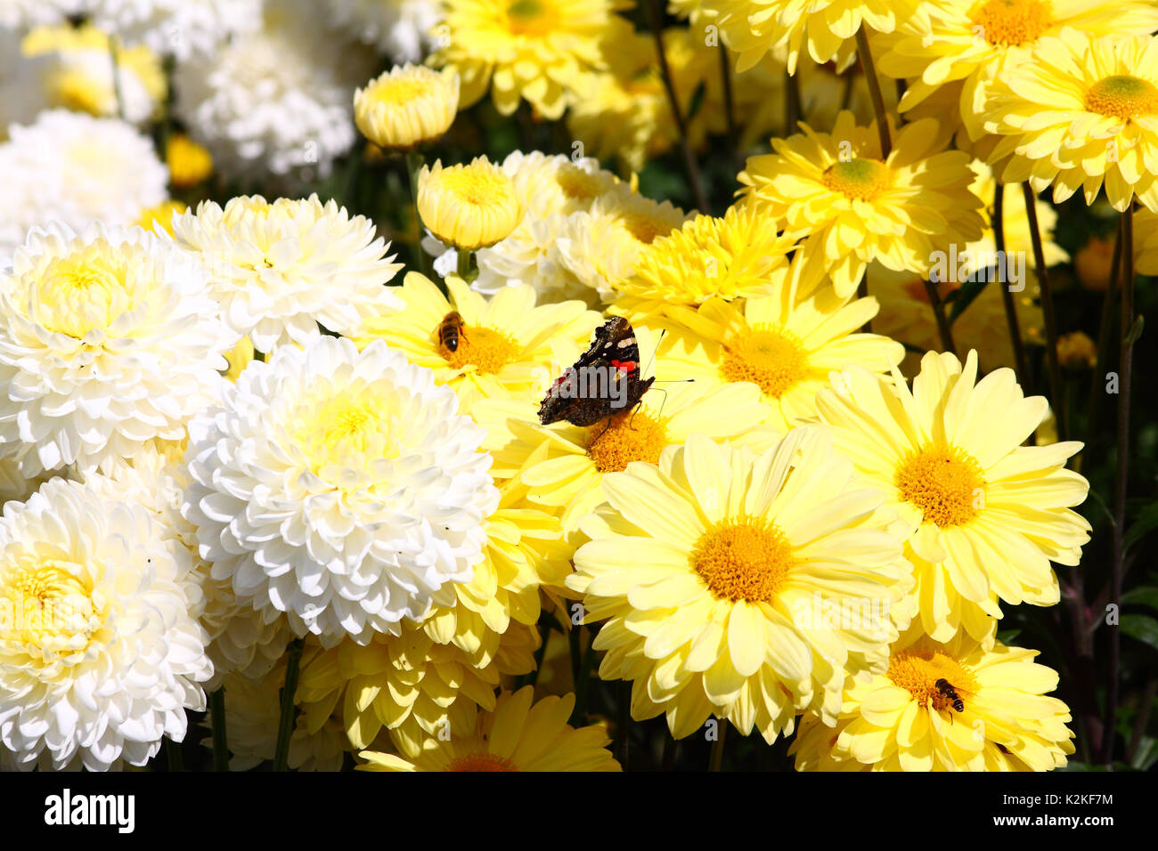 Leeds, UK. 31st Aug, 2017. UK Weather. Insects were busy pollinating the beautiful flowers at Golden Acre Park in Leeds, West Yorkshire when the sun came out this afternoon. Taken on the 31st August 2017. Credit: Victoria Gardner/Alamy Live News Stock Photo