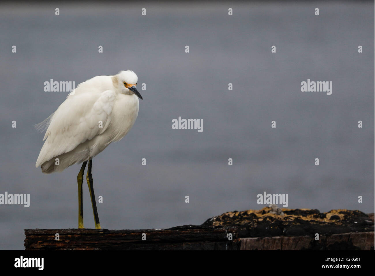 Rio de Janeiro, Brazil, August 31, 2017: End of August is marked by falling temperatures in the city of Rio de Janeiro. The thermometers marked below 20 degrees celsius. In this image seabird in Guanabara Bay, in downtown Rio. Credit: Luiz Souza/Alamy Live News Stock Photo