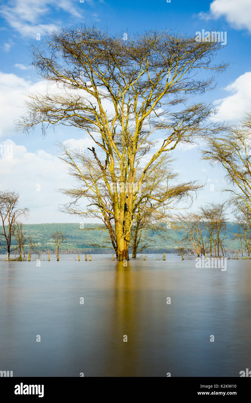 Acacia trees in rising flood water, Lake Nakuru National Park, Kenya Stock Photo