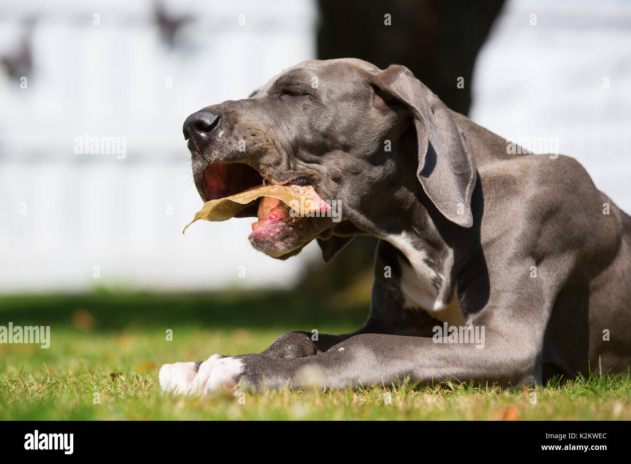 Great Dane Legs High Resolution Stock Photography and Images - Alamy