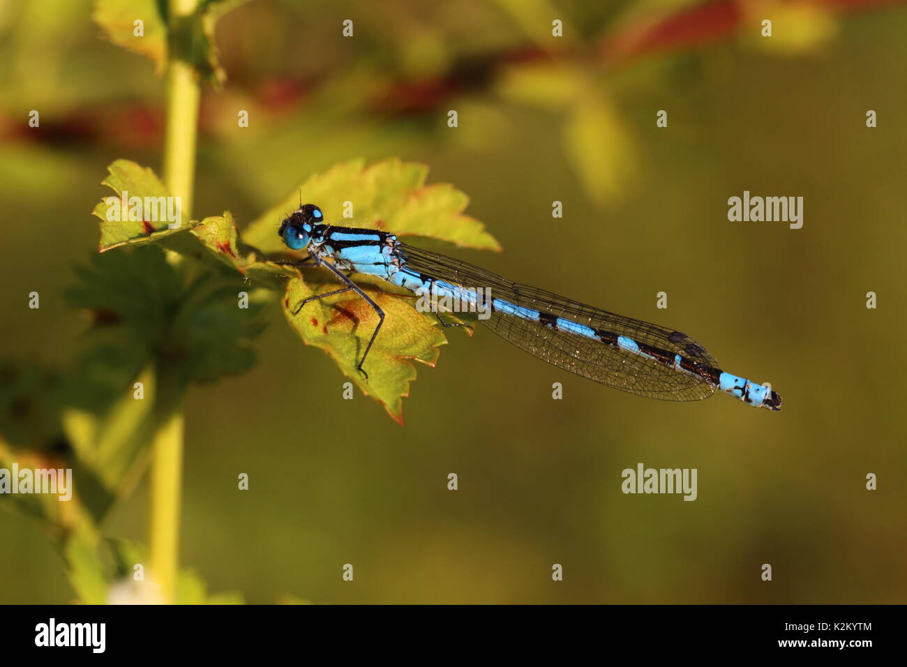 Male Common Blue damselfly Stock Photo - Alamy