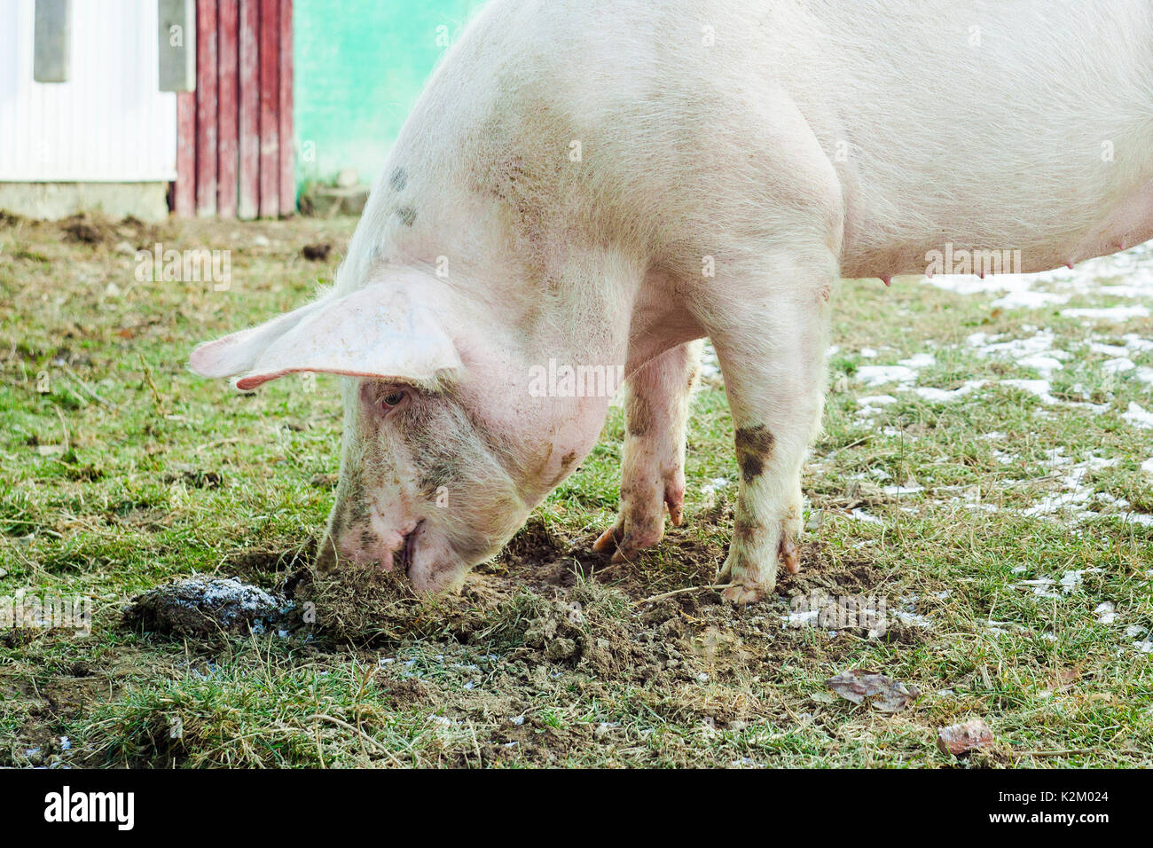 pig eating dirt and grass Stock Photo Alamy