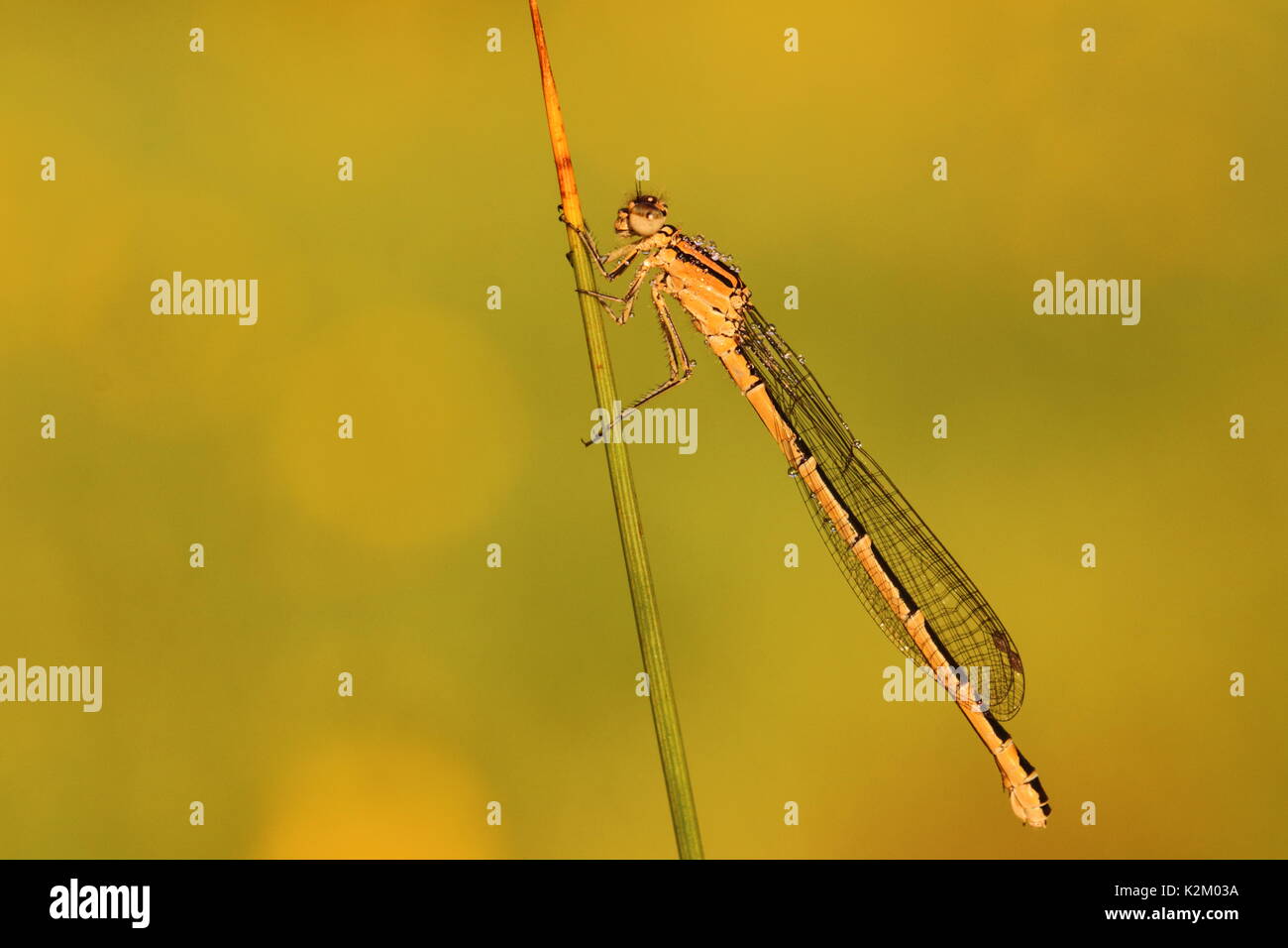 Female Common Blue damselfly Stock Photo - Alamy