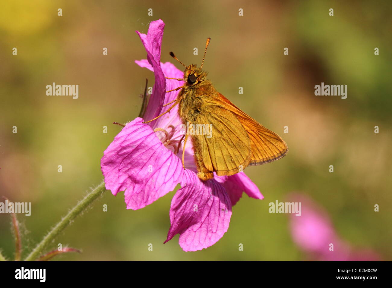 Large Skipper butterfly resting on pink flower Stock Photo
