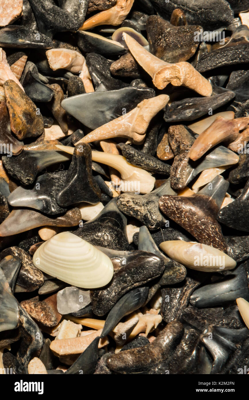 Nurse shark teeth hi-res stock photography and images - Alamy