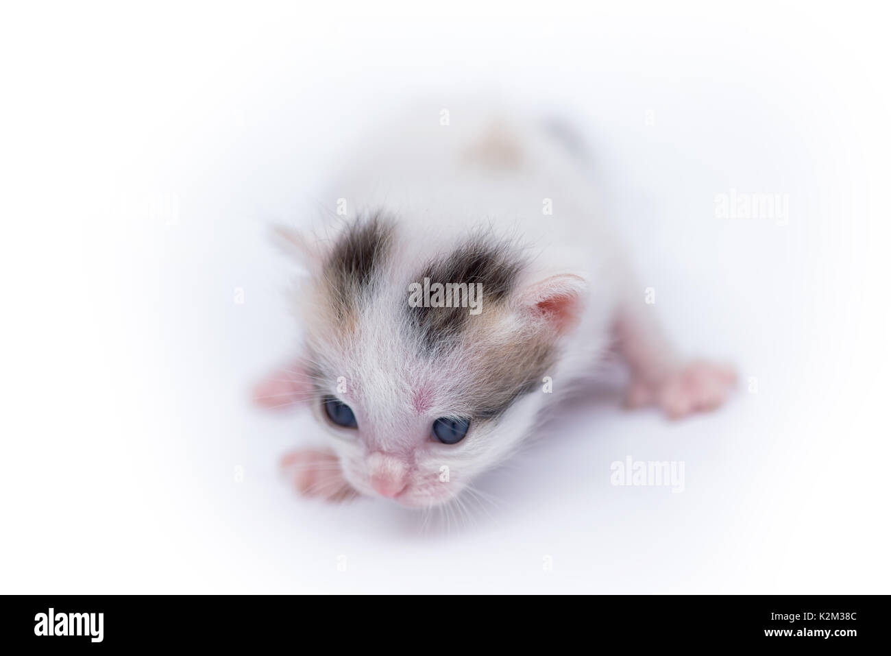 Beautiful cat isolated on white background Stock Photo - Alamy
